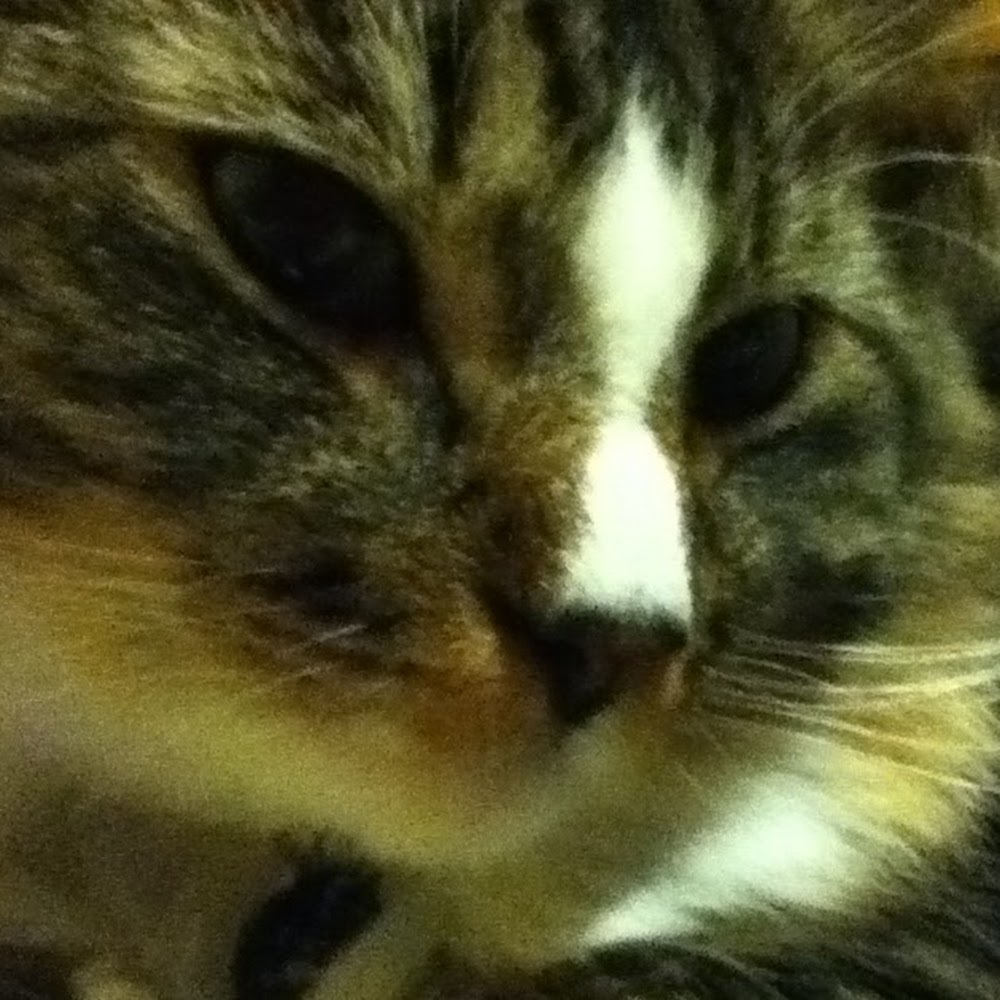 Meet your Posher, Addie